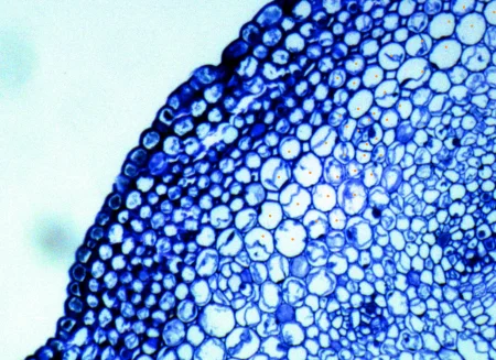 Example of labeling cells in histology